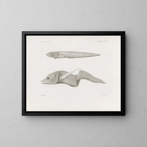 Mémoires du Muséum de zoologie comparée de Harvard College Pl32 - Musée de Zoologie Comparée de l'Université Harvard — oprawiony obraz na ścianie