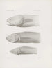 Pamiętniki Muzeum Zoologii Porównawczej Harvard College Pl37 - Muzeum Zoologii Porównawczej Uniwersytetu Harvard — widok dzieła