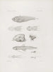 Mémoires du Musée de zoologie comparée du Harvard College Pl43 - Musée de Zoologie Comparée de l'Université Harvard — widok dzieła