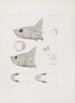 Mémoires du Musée de Zoologie Comparée de l'Université Harvard Pl48 - Musée de Zoologie Comparée de l'Université Harvard — widok dzieła