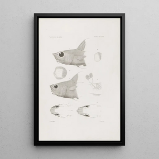 Harvard University Museum of Comparative Zoology - Memoirs of the Museum of Comparative Zoology at Harvard College Pl48.webp