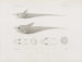 Mémoires du Muséum de zoologie comparée de Harvard College Pl49 - Musée de Zoologie Comparée de l'Université Harvard — widok dzieła