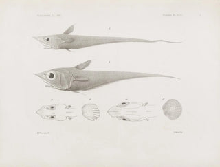Mémoires du Muséum de zoologie comparée de Harvard College Pl49 - Musée de Zoologie Comparée de l'Université Harvard — widok dzieła