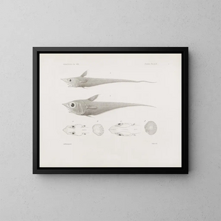 Mémoires du Muséum de zoologie comparée de Harvard College Pl49 - Musée de Zoologie Comparée de l'Université Harvard — oprawiony obraz na ścianie