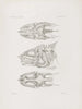 Mémoires du Musée de zoologie comparée du Harvard College Pl50 - Musée de Zoologie Comparée de l'Université Harvard — widok dzieła