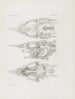 Mémoires du Musée de zoologie comparée du Harvard College Pl51 - Musée de Zoologie Comparée de l'Université Harvard — widok dzieła