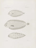 Mémoires du Musée de zoologie comparée du Harvard College Pl52 - Musée de Zoologie Comparée de l'Université Harvard — widok dzieła