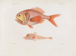 Harvard University Museum of Comparative Zoology - Memoirs of the Museum of Comparative Zoology at Harvard College Pl85.webp