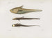 Mémoires du Muséum de zoologie comparée de Harvard College Pl92 - Musée de Zoologie Comparée de l'Université Harvard — widok dzieła