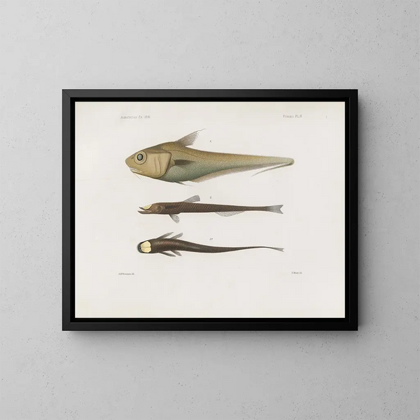 Mémoires du Muséum de zoologie comparée de Harvard College Pl92 - Musée de Zoologie Comparée de l'Université Harvard — oprawiony obraz na ścianie
