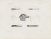 Pamiętniki Muzeum Zoologii Porównawczej Harvard College Pl93 - Muzeum Zoologii Porównawczej Uniwersytetu Harvard — widok dzieła