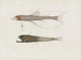 Mémoires du Muséum de zoologie comparée de Harvard College Pl94 - Musée de Zoologie Comparée de l'Université Harvard — widok dzieła