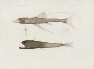 Mémoires du Muséum de zoologie comparée de Harvard College Pl94 - Musée de Zoologie Comparée de l'Université Harvard — widok dzieła