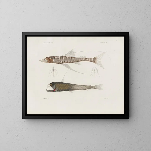 Mémoires du Muséum de zoologie comparée de Harvard College Pl94 - Musée de Zoologie Comparée de l'Université Harvard — oprawiony obraz na ścianie