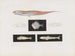 Mémoires du Muséum de zoologie comparée de Harvard College Pl95 - Musée de Zoologie Comparée de l'Université Harvard — widok dzieła