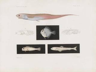 Mémoires du Muséum de zoologie comparée de Harvard College Pl95 - Musée de Zoologie Comparée de l'Université Harvard — widok dzieła