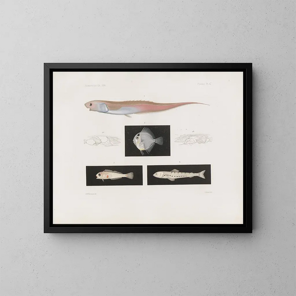 Mémoires du Muséum de zoologie comparée de Harvard College Pl95 - Musée de Zoologie Comparée de l'Université Harvard — oprawiony obraz na ścianie