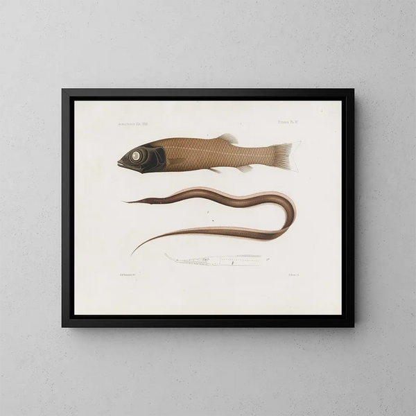 Pamiętniki Muzeum Zoologii Porównawczej Harvard College Pl96 - Muzeum Zoologii Porównawczej Uniwersytetu Harvard — oprawiony obraz na ścianie
