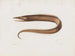 Mémoires du Muséum de zoologie comparée de Harvard College Pl97 - Musée de Zoologie Comparée de l'Université Harvard — widok dzieła