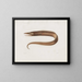 Mémoires du Muséum de zoologie comparée de Harvard College Pl97 - Musée de Zoologie Comparée de l'Université Harvard — oprawiony obraz na ścianie