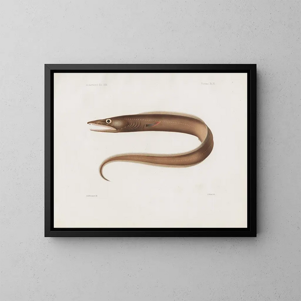Mémoires du Muséum de zoologie comparée de Harvard College Pl97 - Musée de Zoologie Comparée de l'Université Harvard — oprawiony obraz na ścianie