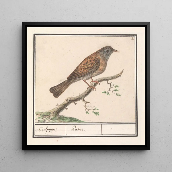 Heggenmus Prunella modularis - Anselmus Botius de Boodt