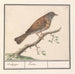 Heggenmus Prunella modularis - Anselmus Botius de Boodt — aranżacja we wnętrzu