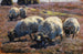Moutons paissant dans la lande ensoleillée - Heinrich von Zügel — widok dzieła