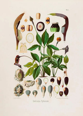 Heinrich Wilhelm Schott - Aroideae Maximilianae Pl02.webp