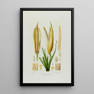 Heinrich Wilhelm Schott - Aroideae Maximilianae Pl20.webp