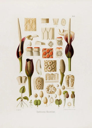 Heinrich Wilhelm Schott - Aroideae Maximilianae Pl33.webp