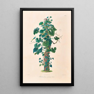 Heinrich Wilhelm Schott - Icones Aroidearum Pl01.webp