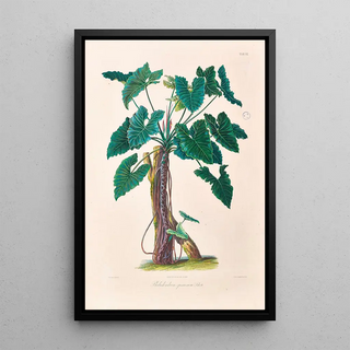 Heinrich Wilhelm Schott - Icones Aroidearum Pl06.webp