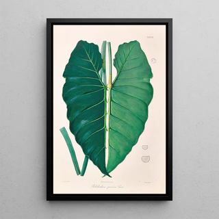 Heinrich Wilhelm Schott - Icones Aroidearum Pl07.webp