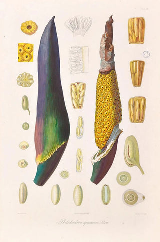 Heinrich Wilhelm Schott - Icones Aroidearum Pl09.webp