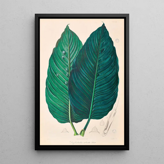 Heinrich Wilhelm Schott - Icones Aroidearum Pl22.webp