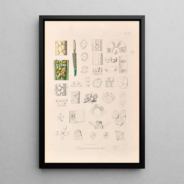Icones Aroidearum Pl30 - Heinrich Wilhelm Schott — oprawiony obraz na ścianie