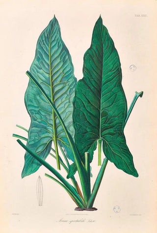 Heinrich Wilhelm Schott - Icones Aroidearum Pl31.webp