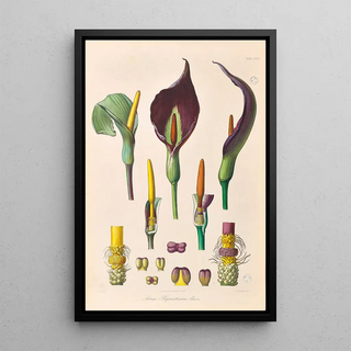 Heinrich Wilhelm Schott - Icones Aroidearum Pl35.webp