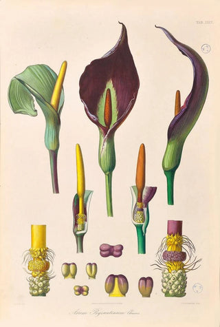 Heinrich Wilhelm Schott - Icones Aroidearum Pl35.webp