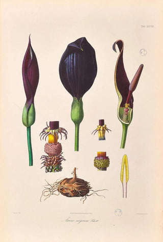 Heinrich Wilhelm Schott - Icones Aroidearum Pl38.webp