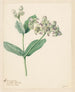 Calotropis - Hendrik Schwegman — widok dzieła