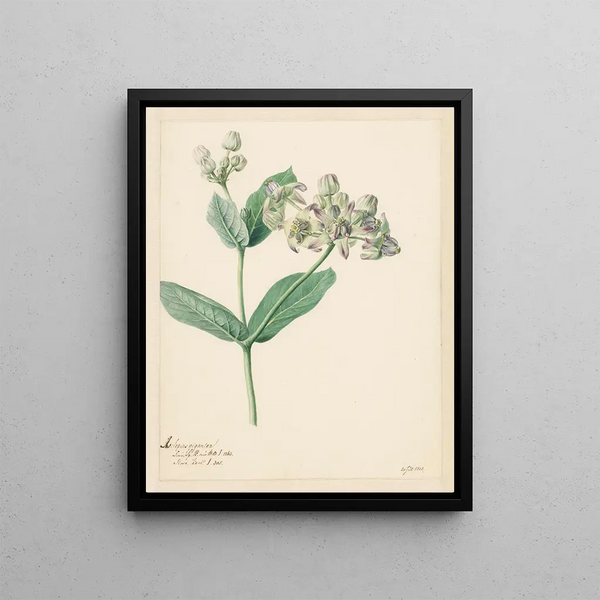Hendrik Schwegman - Calotropis.webp