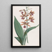 Orchidea z mokradeł - Hendrik Schwegman — oprawiony obraz na ścianie