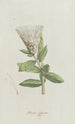 Protea - Hendrik Schwegman — widok dzieła