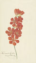 Tritonia Crocata - Hendrik Schwegman — widok dzieła