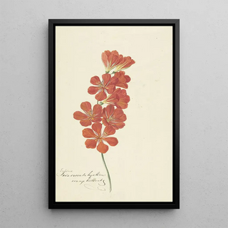 Hendrik Schwegman - Tritonia Crocata.webp