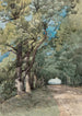 Aleja w lesie - Henri-Joseph Harpignies — widok dzieła