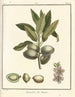 Traité des arbres fruitiers Pl01 - Henri-Louis Duhamel du Monceau — widok dzieła