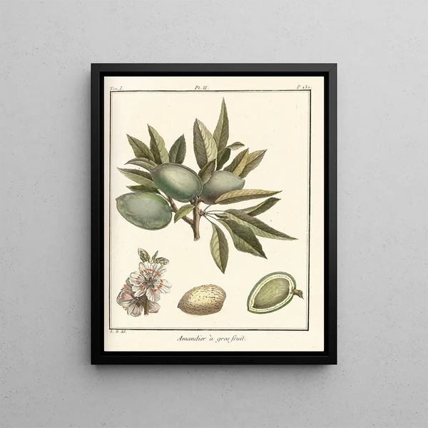 HenriLouis Duhamel du Monceau - Trait des arbres fruitiers Pl02.webp